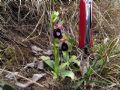 Ophrys bertolonii subsp. benacensis